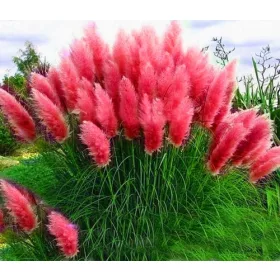    РОЗОВА ПАМПАСКА ТРЕВА РАЗСАД, мразоустойчив