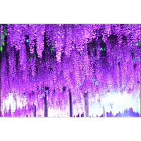   ГЛИЦИНИЯ КИТАЙСКА ГЛИЦИНИЯ ПУРПУЛ ПОСЯД