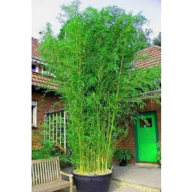    ПОЛСКИ БАМБУК СЕЕДМЕНТ мразоустойчив