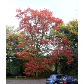    Червен дъб 80/120см Quercus rubra пакет 25 бр.