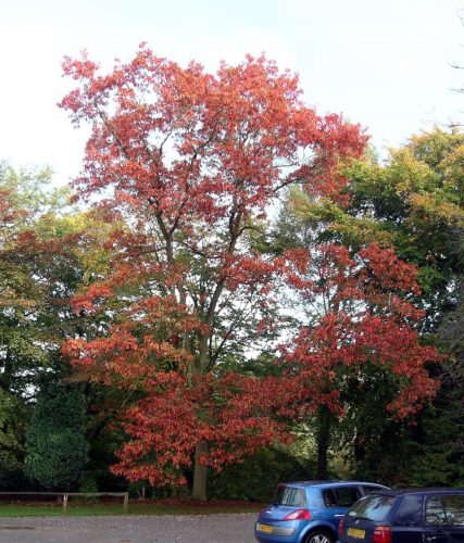  Червен дъб 80/120см Quercus rubra пакет 25 бр.