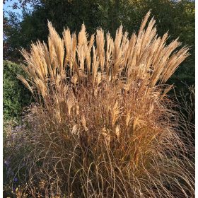    ДЕКОРАТИВНА ТРЕВА MISCANT MALEPARTUS ОПАКОВКА ОТ 5 БР