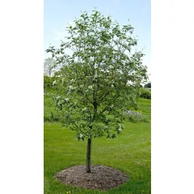    ШВЕДСКИ МУНТ-ОРИМ БЪРЗО РАСТЕЩИ ПЛАНИНСКИ СЕМЕНИ