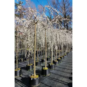    ИВЕНСИЙСКА ЧЕРЕША, едра, плачеща форма