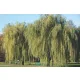  ПЛАЧЕЩА ВЪРБА 'CHRYSOCOMA' SALIX, голяма, висока 3 метра