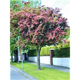    ГОЛЯМ МРАЗОУСТОЙЧИВ РАЗСЪД НА ГЛАВИН 70 СМ