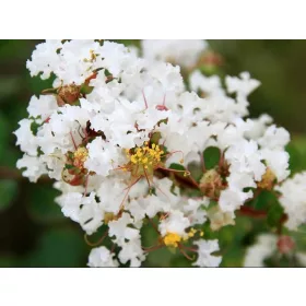  Lagerstroemia без южен Natchez 20-40cm C1.5