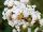  Lagerstroemia без южен Natchez 20-40cm C1.5