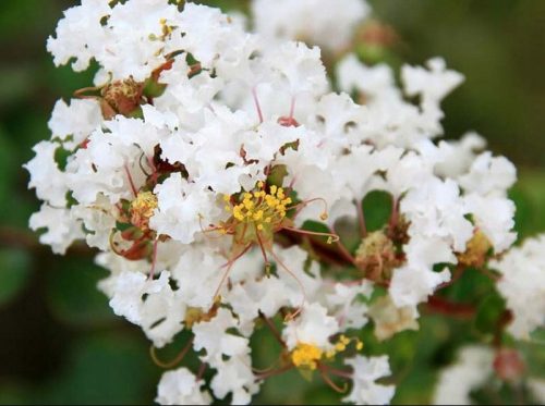  Lagerstroemia без южен Natchez 20-40cm C1.5