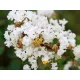  Lagerstroemia без южен Natchez 20-40cm C1.5