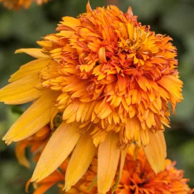  МАРМАЛАД ЕХИНАЦЕЯ ~ ПОРТОКАЛ