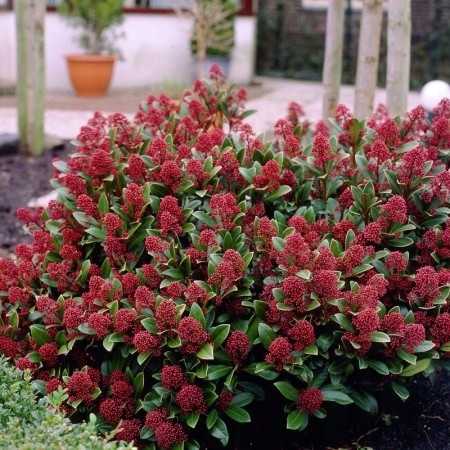  SKIMIA RUBELLA SKIMMIA МИНИАТЮРЕН ПОСЯВ 2Г