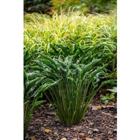  FUNKIA PRAYING HEANDS ЗЕЛЕН РАЗСЪД 2Г