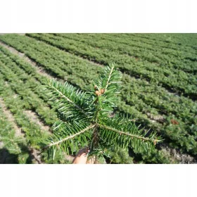    кавказка ела РАЗСЪДКИ 100бр за КОЛЕДНИ ДЪРВИ 15/20см