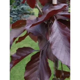 Обикновен бук Purpurea ПОСЪВ