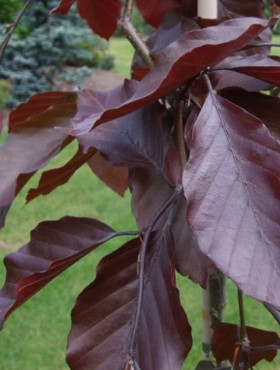  Обикновен бук Purpurea ПОСЪВ