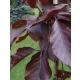  Обикновен бук Purpurea ПОСЪВ