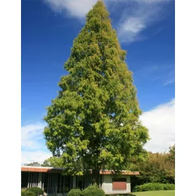    P9 АНТИЧНА РЕЛИКТНА КИТАЙСКА МЕТАСЕКВОЙЯ