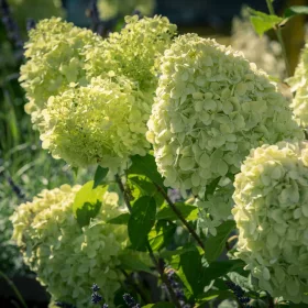    Бели и жълти хортензии разсад в съд 2-3л 20-30см