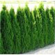  Thuja Emerald - Туя смарагд 40/60см 100 бр