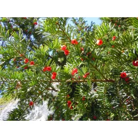    Тис обикновен Taxus Baccata 15/30см пакет 100 бр