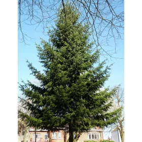    Дугласка 50/80см Разсад Жив плет 25 бр