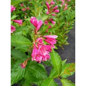    Розови храсти, разсад в съд 2-3л, 40-60 см.