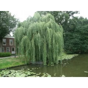  Разсад върба на гол корен 170-190см