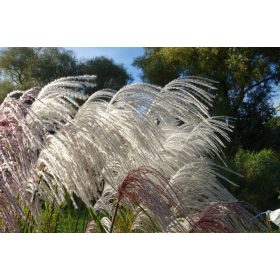    ЗЛАТЕН МЕДАЛИСТ СРЕД ТРЕВАТА Мискантус "Memory" C3