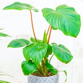    Homalomena rubescens Maggy CZERMIÓWKA кралица на сърцата