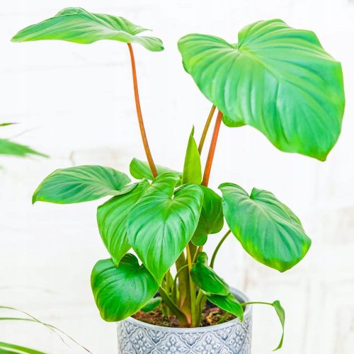  Homalomena rubescens Maggy CZERMIÓWKA кралица на сърцата