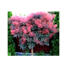    ЧЕРВЕНА ПЕРУКА ДЪРВО ВЪРХУ СМЪРДЯЩ, ОРИГИНАЛЕН ГОЛЯМ РАЗСАД