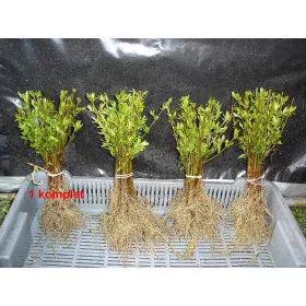    Разсад лигуструм с гол корен 25-50см