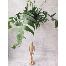    Хризокардиум разсад в 1-2 литров съд