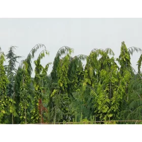    Лоусън кипарис Филипс Златни сълзи 80-100см C3