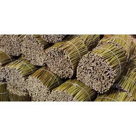    Върба бяла, жълта разсад с гол корен 20-25 см