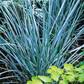    Разсад декоративна трева от пясъчна трева