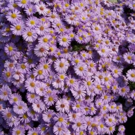    Сибирска астра разсад Декоративни многогодишни растения