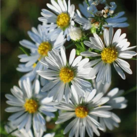  Aster Bushy Oktoberschneekuppel Разсад