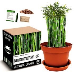    Комплект за отглеждане на МРАЗОУСТОЙЧИВ БАМБУК - 20 C