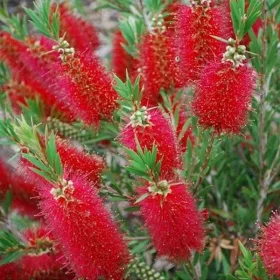  CAPITAN COOK лимонов кекс Разсад C1