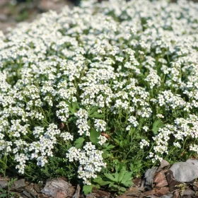  Алпийски кресон Cristal Carpet Разсад
