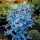  Eucalyptus Blue Gunni Разсад в саксия C1.2