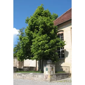    Дребнолистна липа GREENSPIRE огромно дърво 180см МНОГО СРЕДНО ПРОДУКТИВНО БРЪЗНО