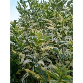    Бъз Мадона златен храст консервира сокове