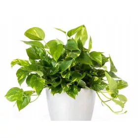    EPIPREMNUM AUREUM Стайно растение Голям разсад P12
