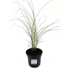    Китайски мискантус ГРАЦИЛИМУС голям разсад розов цвят 3л