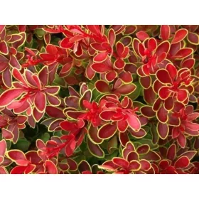    Разсад от берберис в 2-3 литров съд 20-25 см