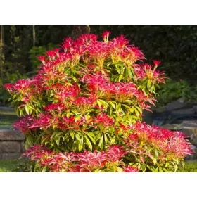    Пиерис японски ПЛАНИНСКИ ПОЖАР Червени листа