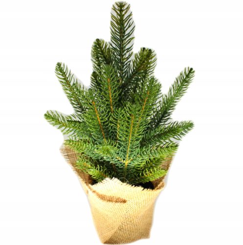  Коледна елха като истинска саксия Spruce Conica PE 100% юта